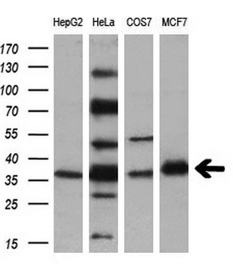 Western blot analysis of extracts (10ug) from 4 different cell lines by using anti-UNG monoclonal antibody (1:200)