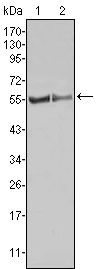 m01674 fgr primary antibodies wb testing 2