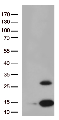 m01676 anti pancreatic polypeptide ppy mouse monoclonal antibody clone id oti1g7 wb testing 1