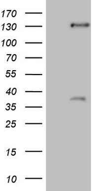 m01678 anti srebp2 srebf2 mouse monoclonal antibody clone id oti4g1 wb testing 1