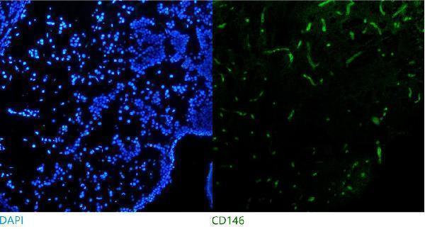 m01683 1 cd146 primary antibodies icc testing 1
