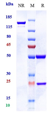 Anti-MUC18/MCAM/CD146 Reference Antibody (imaprelimab) on SDS-PAGE under reducing (R) condition