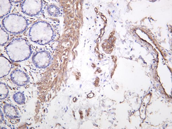 Human colon was stained with anti-CD146 rabbit antibody