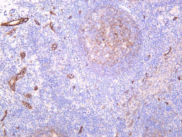 Human tonsil was stained with anti-CD146 rabbit antibody