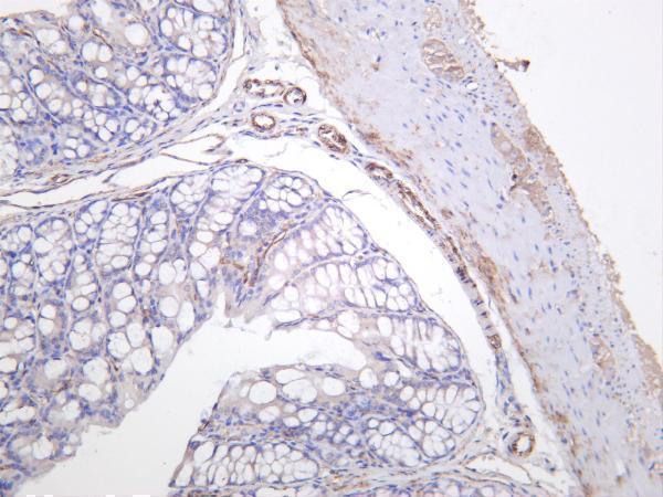 Mouse colon was stained with anti-CD146 rabbit antibody