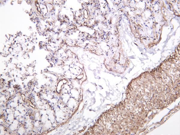 m01683 7 mcam primary antibodies ihc testing 4