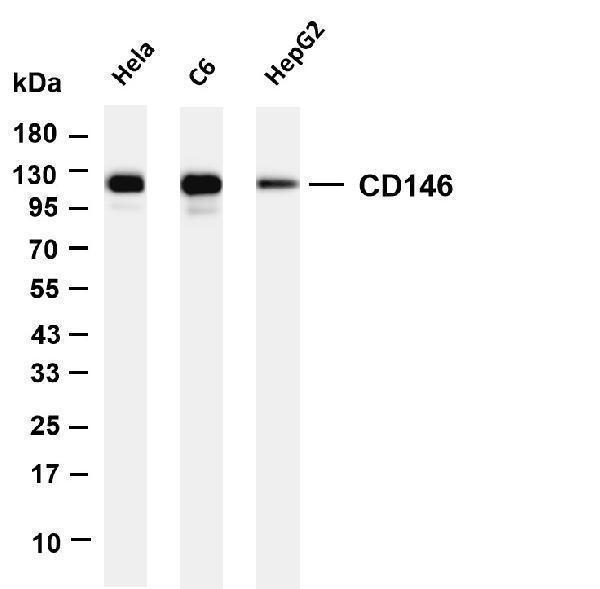 m01683 7 mcam primary antibodies wb testing 1