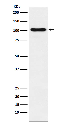 Western blot analysis of DNA Ligase IV expression in Ramos cell lysate
