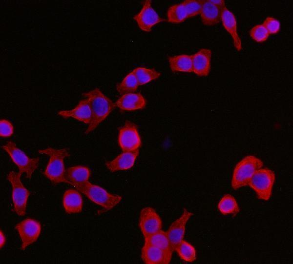 m01687 2 ywhae primary antibodies if testing 9
