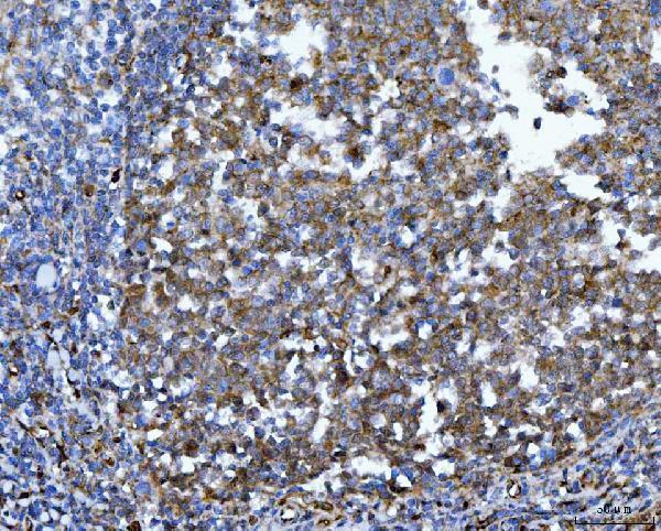 m01687 2 ywhae primary antibodies ihc testing 4