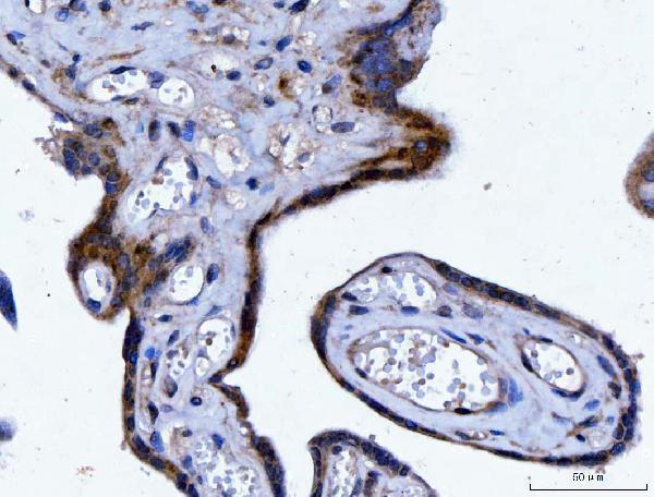 m01687 2 ywhae primary antibodies ihc testing 6
