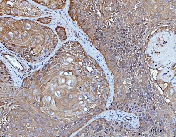 m01687 2 ywhae primary antibodies ihc testing 8