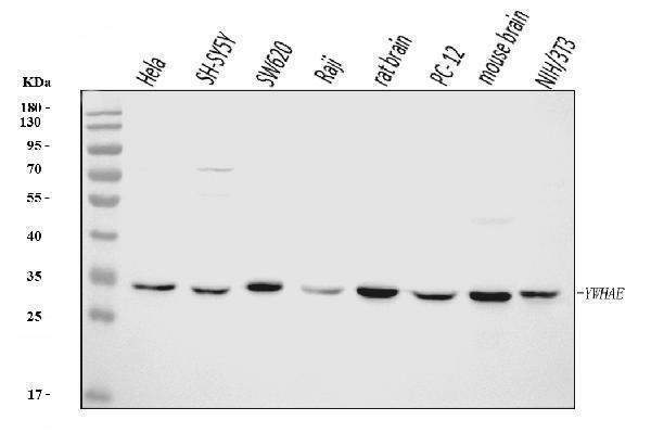 m01687 2 ywhae primary antibodies wb testing 1