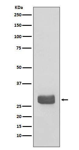 m01687 wb