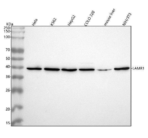  Western blot analysis of 67kDa Laminin Receptor using anti-67kDa Laminin Receptor antibody (M01691)