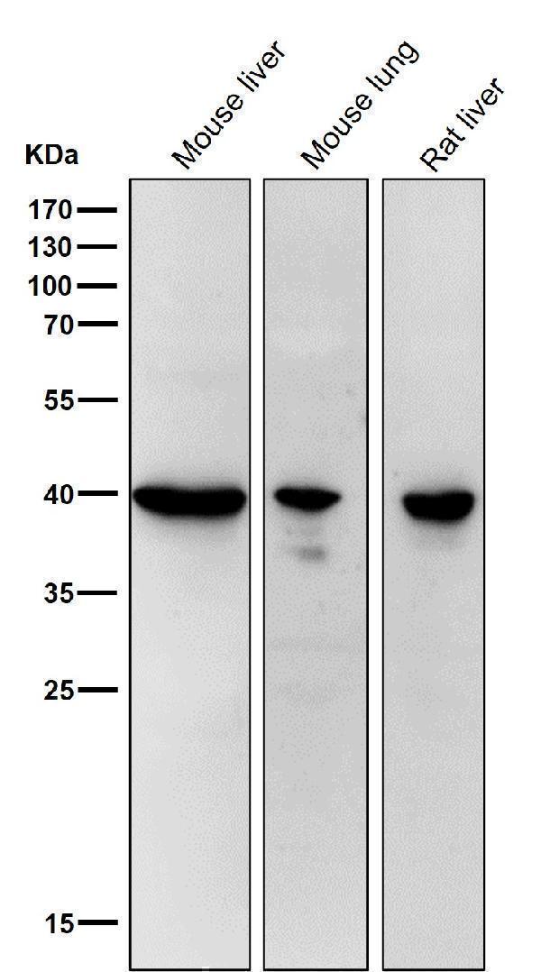 All lanes use the Antibody at 1:6K dilution for 1 hour at room temperature