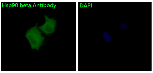 Immunofluorescent analysis of Hela cells, using Hsp90 beta Antibody 