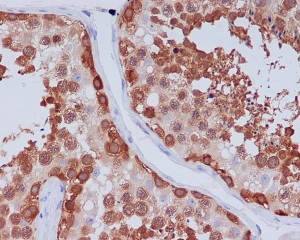 Immunohistochemical analysis of paraffin-embedded human testis, using Hsp90 beta Antibody