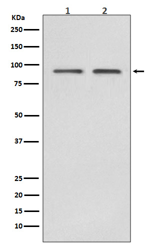 Western blot analysis of Hsp90 beta expression in (1)HeLa cell lysate;(2)Jurkat cell lysate
