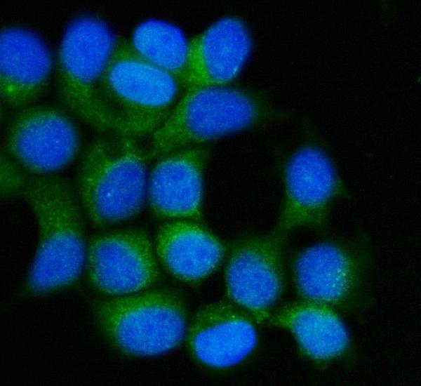  IF analysis of Hsp90 beta/HSP90AB1 using anti-Hsp90 beta/HSP90AB1 antibody (M01692-4)