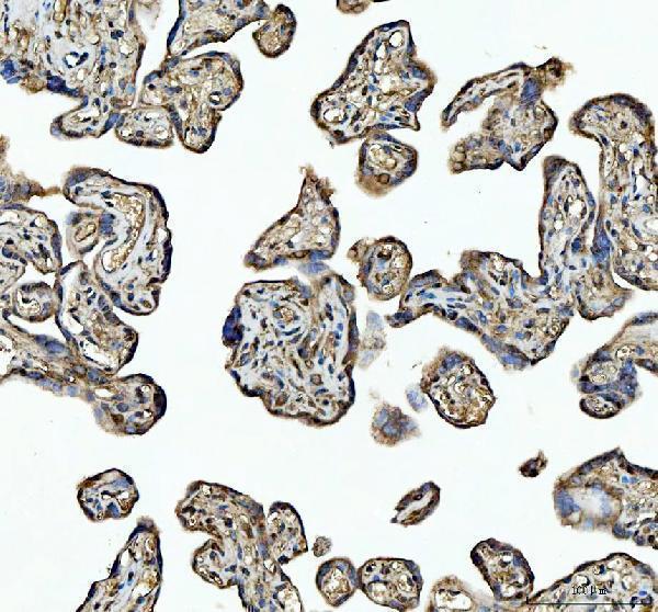 m01692 4 hsp90ab1 primary antibodies ihc testing 2