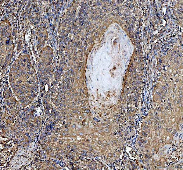 m01692 4 hsp90ab1 primary antibodies ihc testing 3