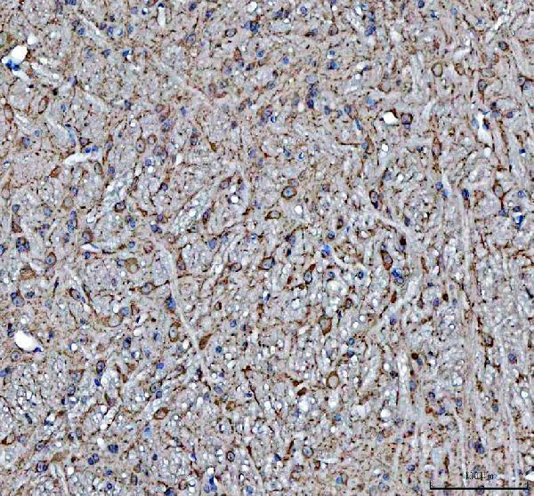 m01692 4 hsp90ab1 primary antibodies ihc testing 4