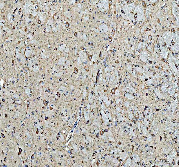m01692 4 hsp90ab1 primary antibodies ihc testing 5
