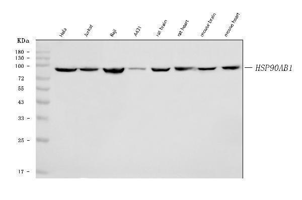  Western blot analysis of Hsp90 beta/HSP90AB1 using anti-Hsp90 beta/HSP90AB1 antibody (M01692-4)