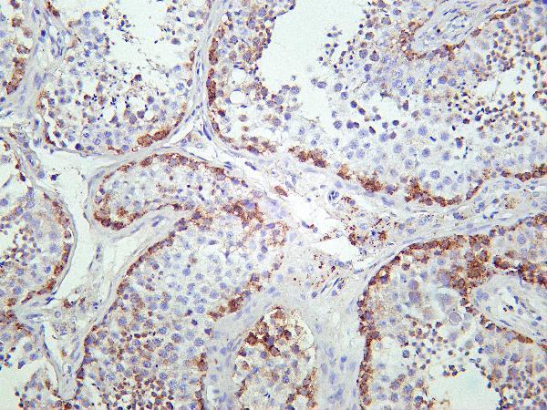 Human tonsil testis was stained with Anti-HSP90 rabbit Antibody
