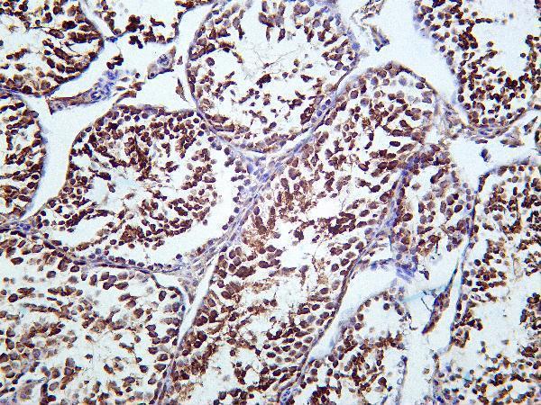 Mouse testis was stained with Anti-HSP90 rabbit Antibody