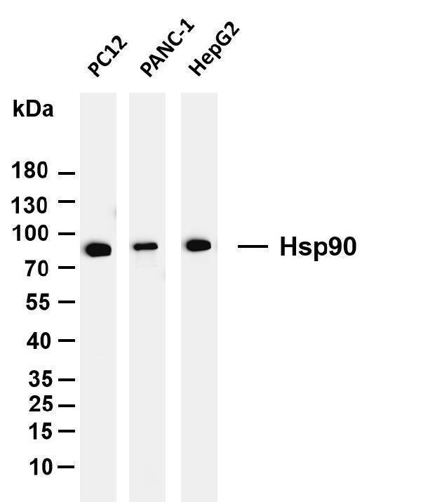 Various whole cell lysates were separated by 4-20% SDS-PAGE, and the membrane was blotted with anti-Hsp90 antibody