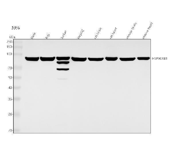 m01692 hsp90ab1 primary antibodies wb testing 1