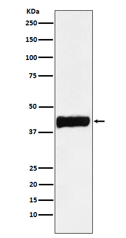 Western blot analysis of Creatine kinase B type expression in SHSY5Y cell lysate