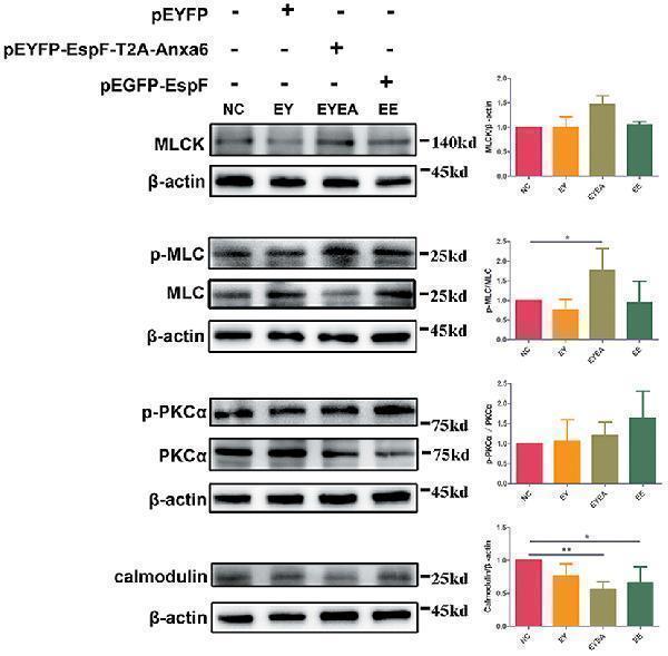 The co-expression of EspF and ANXA6 protein in Caco-2 cells activates the MLCK-MLC pathway