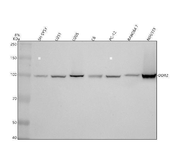 m01698 ddr2 primary antibodies wb testing 1