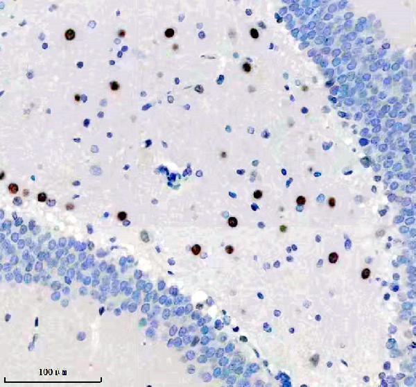 m01700 birc2 primary antibodies ihc testing 2