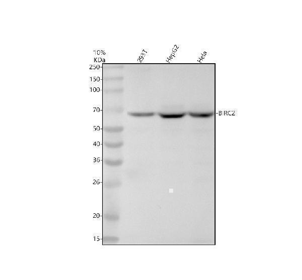 m01700 birc2 primary antibodies wb testing 1