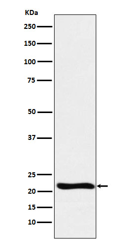 Western blot analysis of GLO1 expression in Raji cell lysate