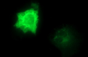 m01704 anti cep68 mouse monoclonal antibody clone id oti5b4 if testing 7