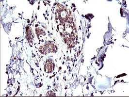 m01704 anti cep68 mouse monoclonal antibody clone id oti5b4 ihc testing 4