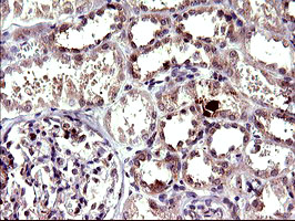 m01704 anti cep68 mouse monoclonal antibody clone id oti5b4 ihc testing 5
