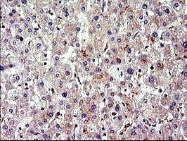 m01704 anti cep68 mouse monoclonal antibody clone id oti5b4 ihc testing 6