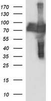 m01704 anti cep68 mouse monoclonal antibody clone id oti5b4 wb testing 1