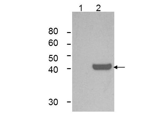 m01705 1 ido1 primary antibodies wb testing 1