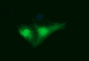 Anti-IDO1 mouse monoclonal antibody (M01705-2) immunofluorescent staining of COS7 cells transiently transfected by pCMV6-ENTRY IDO1