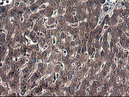 Immunohistochemical staining of paraffin-embedded Human liver tissue within the normal limits using anti-IDO1 mouse monoclonal antibody