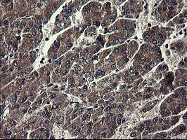 m01705 2 anti ido1 mouse monoclonal antibody clone id oti1e11 ihc testing 4