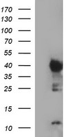m01705 2 anti ido1 mouse monoclonal antibody clone id oti1e11 wb testing 1