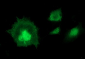 Anti-IDO1 mouse monoclonal antibody (M01705-3) immunofluorescent staining of COS7 cells transiently transfected by pCMV6-ENTRY IDO1